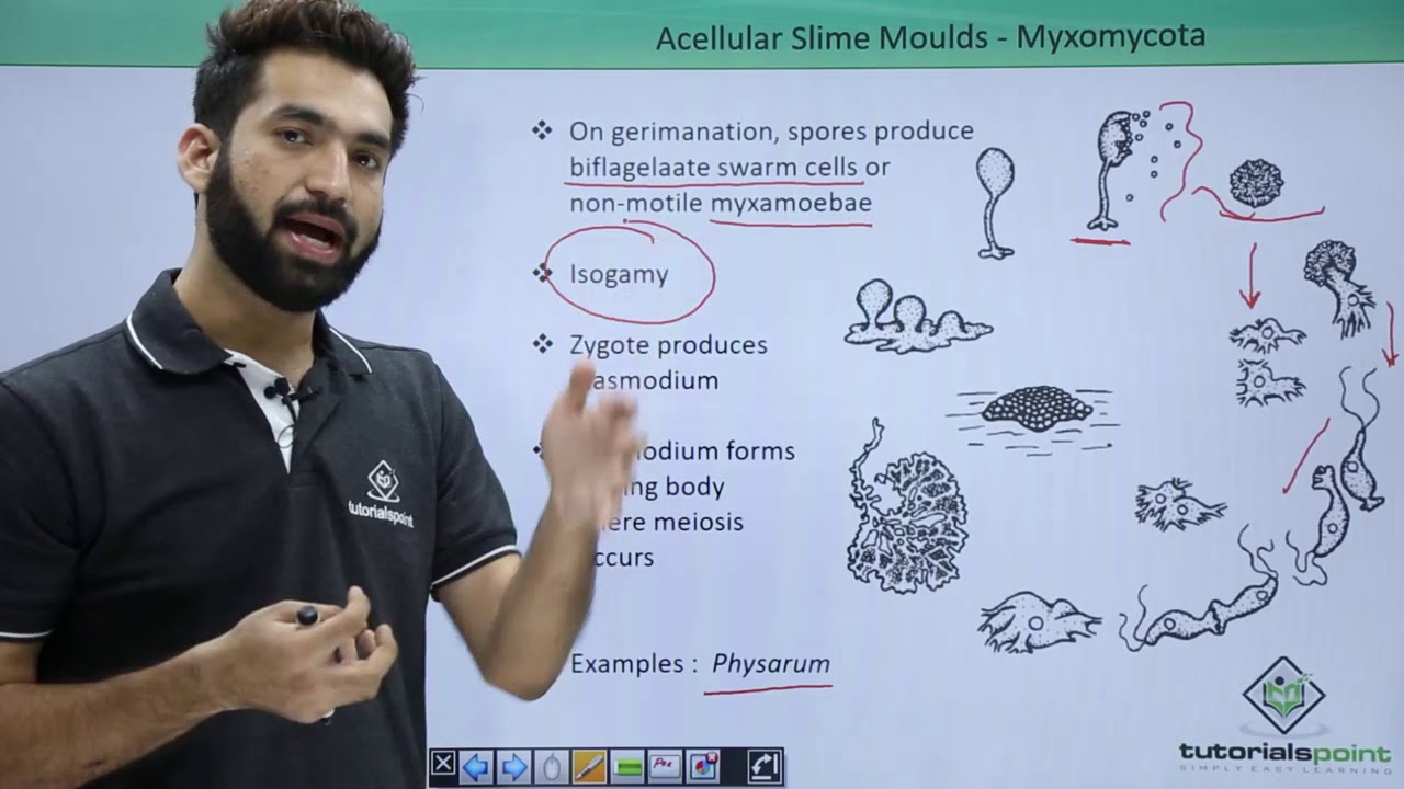 Class 11th – Kingdom Protista - Acellular Slime Moulds | Biological Classification | Tutorials Point