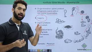 Class 11th – Kingdom Protista - Acellular Slime Moulds | Biological Classification | Tutorials Point