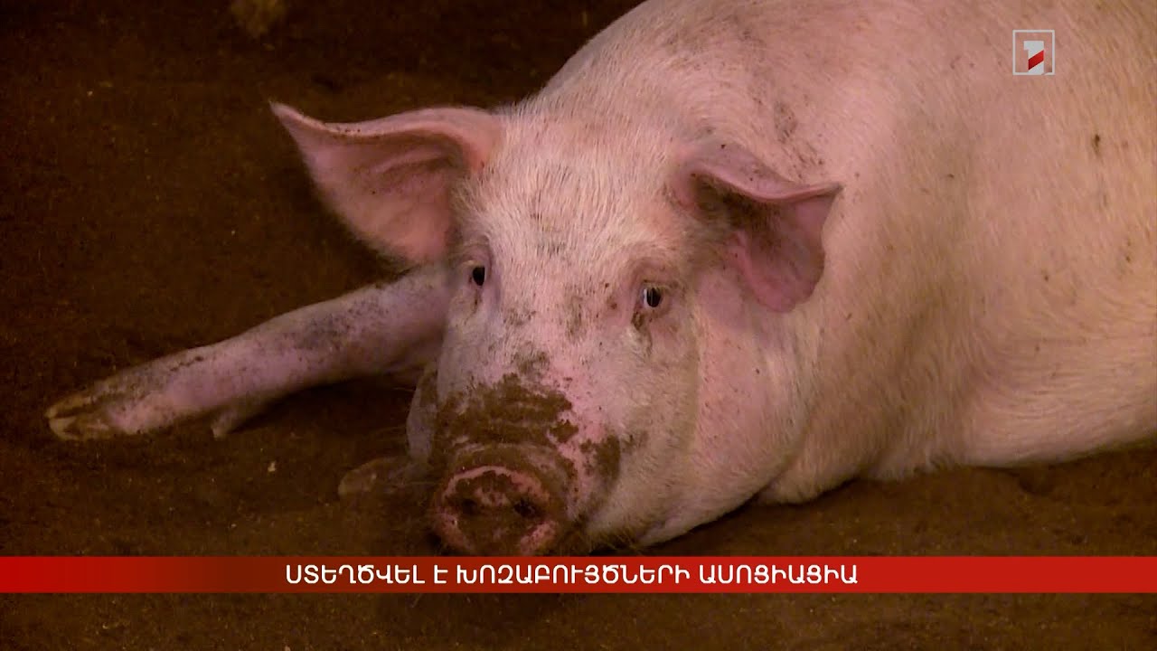 Ստեղծվել է Խոզաբույծների ասոցիացիա