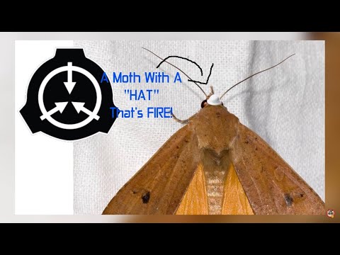 A MOTH That Has A Hat And Tries TO Sell U One - Top 10 Scary SCP's That Can Never Escape - Reaction!
