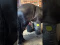 Why When I Clean Him He Does So
