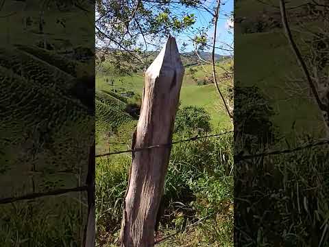 São Miguel das matas Bahia