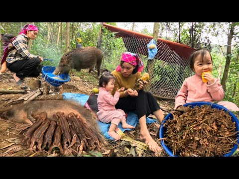 Caring for nursing sows in the forest. Harvesting super spicy ginger. Ly Vy Ca 