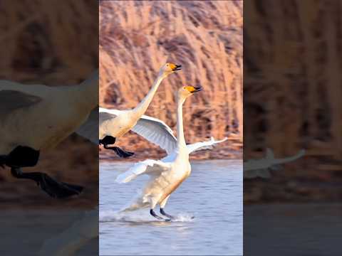 全程滑翔，优雅下高度，解压反弹，丝滑降落，一气呵成 #birds #wildlife #animals #goose