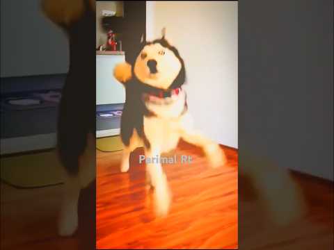 🐕Dog dance beautiful ❤️#sorts video #fannyvideo 🐕