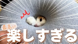 北欧猫の狩猟本能をかき立てる最高の遊び場がこちら！【保護猫/シャム猫/シャムミックス＆ノルウェージャンフォレストキャット】#cat #japanesecat