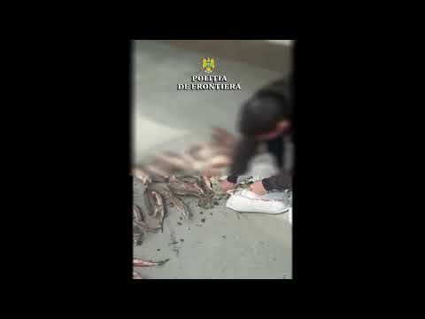 TLnews.ro | Sturion pescuit, depistat de polițiștii de frontieră