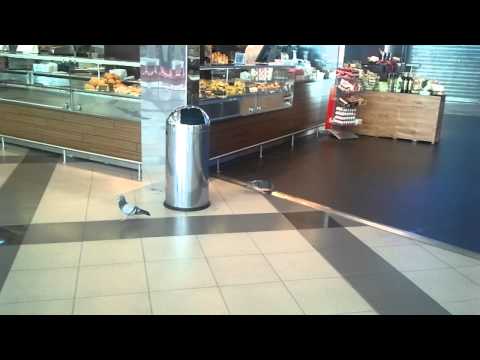 Aereoporto Palermo Falcone-Borsellino