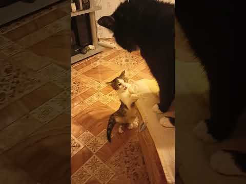 A masz, a masz ...#kotek #koty #koteczek #koty #fannyvideo #catsshorts  #fannyanimals #cats