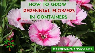 Container Flower Gardening Tips - 10 Perennial Plants For Pots