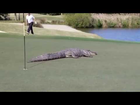 Large Gator Takes Over 17th Green -  Savannah, GA Golf Course