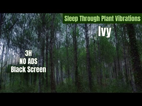 The Forest Within | 432Hz Healing Music from Living Plants (3 Hours No Ads)