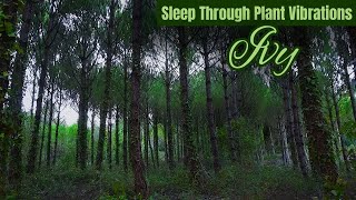 Download lagu The Forest Within | 432Hz Healing Music from Living Plants (3 Hours No Ads) mp3 Download lagu The Forest Within | 432Hz Healing Music from Living Plants (3 Hours No Ads) mp3