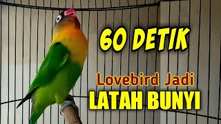 Download lagu Lovebird Apapun Jadi LATAH Ikut Ngekek Panjang Cuk... mp3