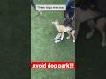 Never Take Your Dogs To The Dog Park Dogfight Doglover Becareful Shorts