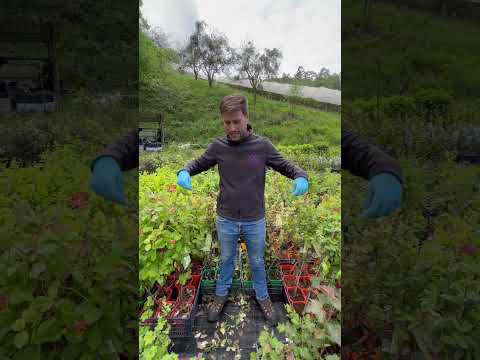 Plantas de Madreselva, una de las flores más espectaculares y coloridas!