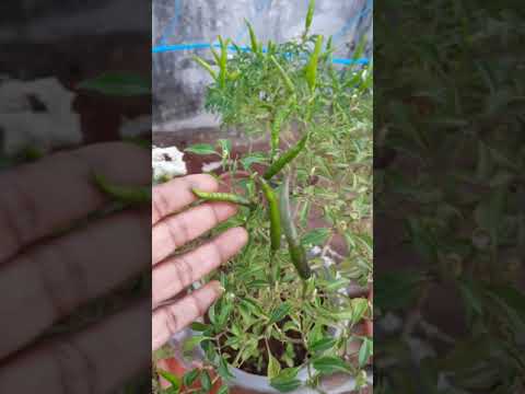 growing my own food#sustainable living#