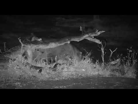 Djuma: New Hippo male(splotch right side of neck) with small male following - 04:41 - 10/02/19