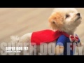 SUPER POWER DOG