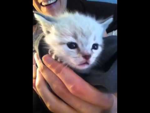 Baby kitten is burped