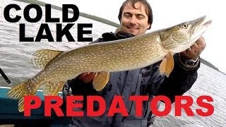 preview picture of video 'Cold Lake Predators Pike Walleye Lake Trout'