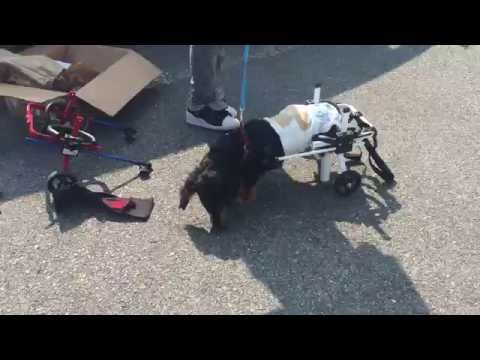 K9カート犬用車いす　ミニチュアダックス