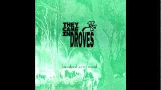 They Came In Droves-Latter Day-hundred acre wood