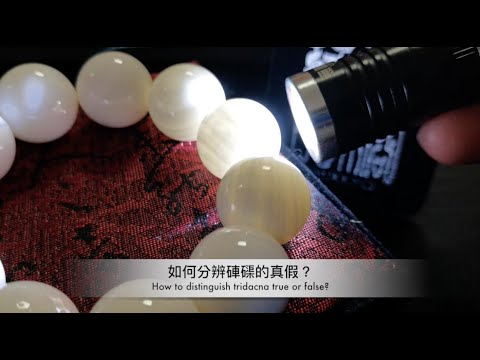 硨磲真假