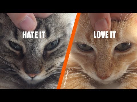 What's Your Cat's Petting Style?