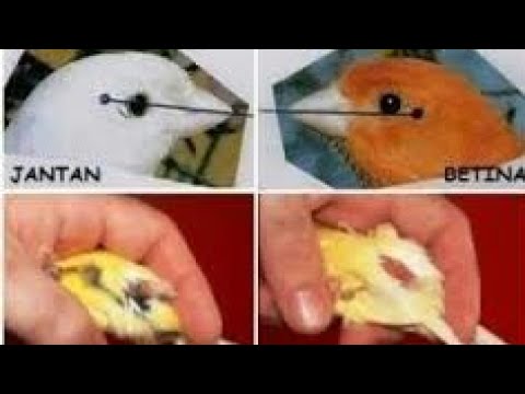 Betina Novyj Trend Smotret Onlajn Na Sajte Trendovi Ru