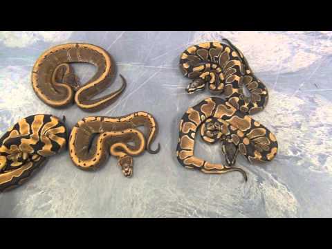 The Florida Reptile Ranch- Scaleless Head Clip