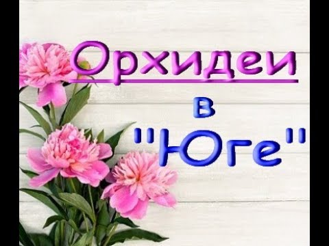 ОХИДЕИ в "Юге":цимбидиумы,шикарная ВАНДА,Самара,05.10.19.Привет Наталье и Владимиру!
