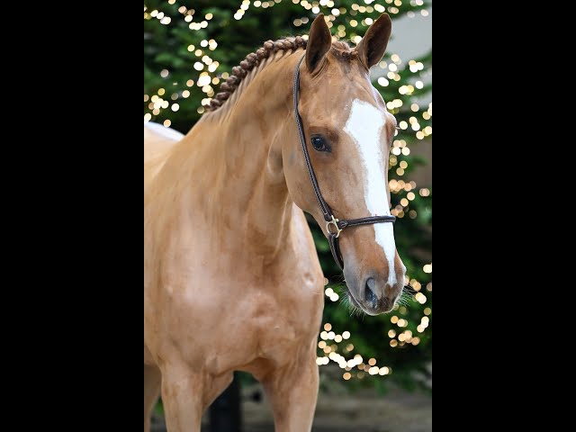 Dalou De Montana Z - walk & 360