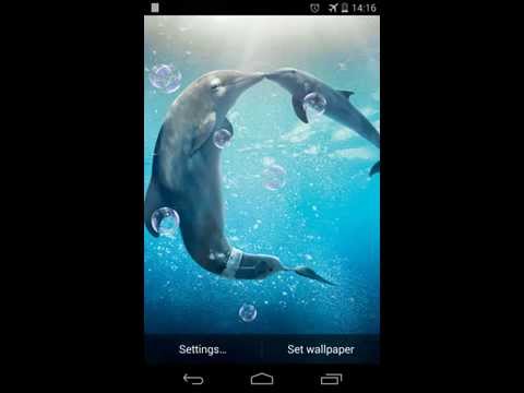 Dolphins Live Wallpaper Video