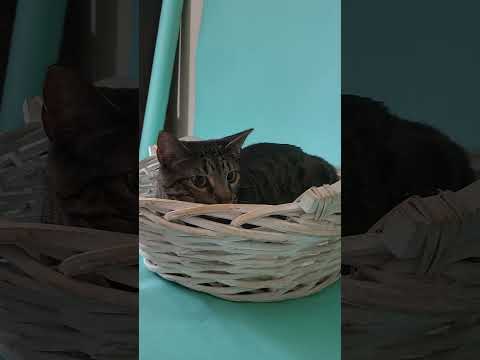 Jello (AMR), an adopted Domestic Short Hair Mix in Delta, BC_image-1