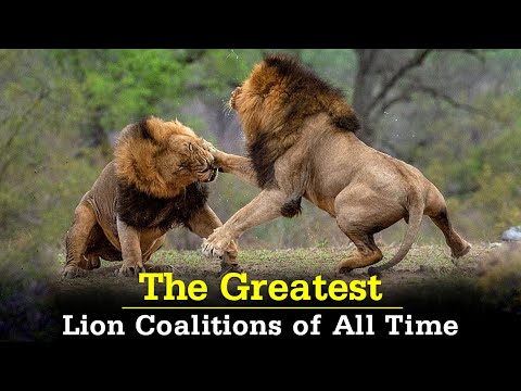 7 Most Famous & Ruthless Lion Coalitions of All Time | Lions Documentary