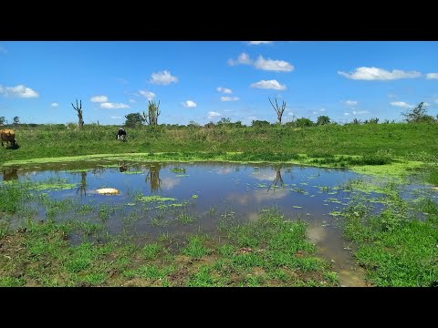 Situação crítica: barreiros estão secando aqui no Agreste de pe (EP.7)