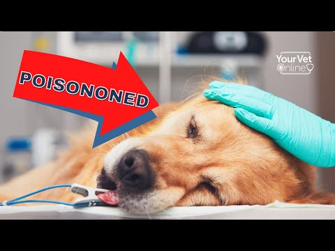 Top Signs Your Dog Is Poisoned | Poisoning Symptoms In Dogs
