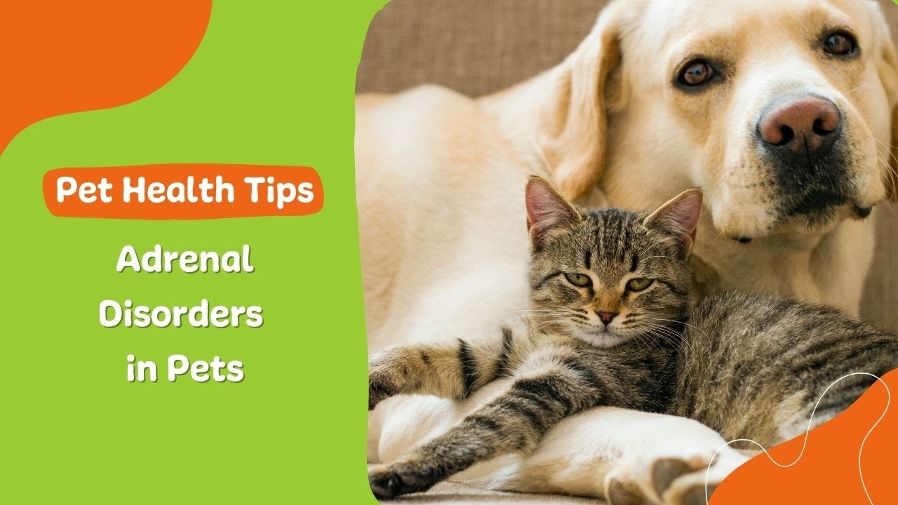 Understanding Acute Liver Failure in Pets