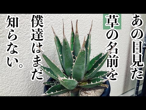 国際植物命名規約 - 定義