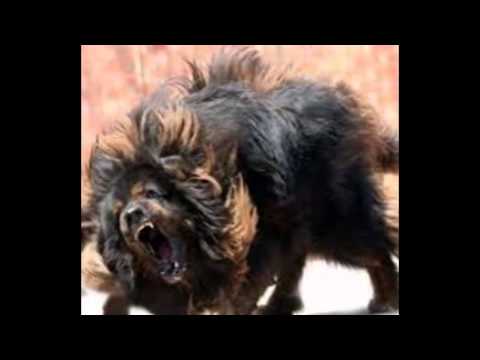 Moust Tevatean Mastive  Dogs