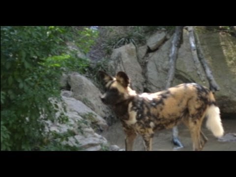 download lagu mp3 mp4 Dog Exhibit, download lagu Dog Exhibit gratis, unduh video klip Dog Exhibit