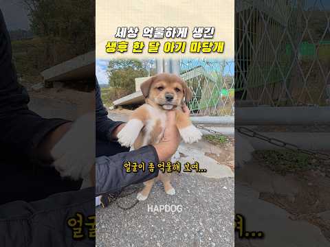 세상 억울하게 생긴 생후 한 달 아기 마당개