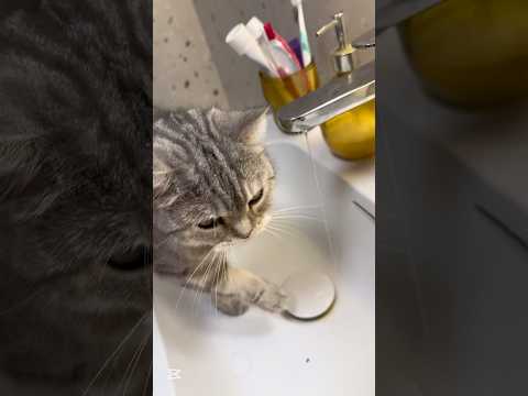 Pisica își spală capul la robinet😹