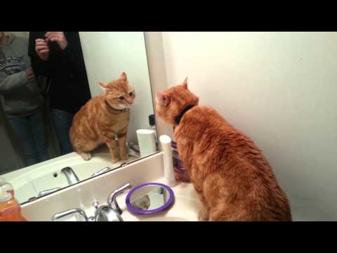Perseus the cat talks to himself in the mirror.