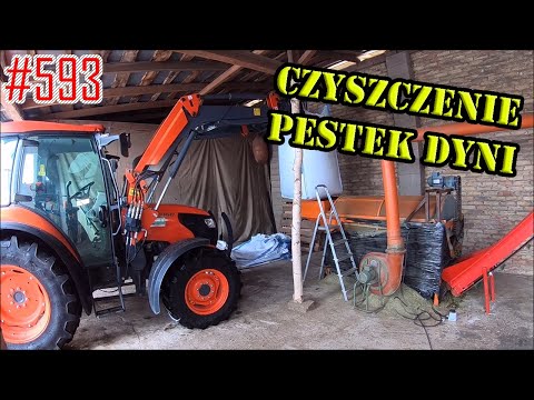 What's Next for Pumpkin Seeds? How They Are Dryed and Cleaned Before Sale #593