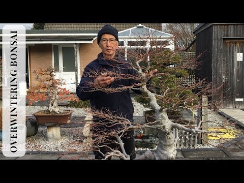 園芸 スコットランドパイン、スコットランドパイン、ノーザンパイン