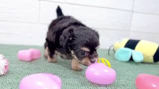 ハーフ犬の動画01