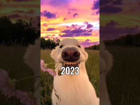 The Most Legendary Dog Meme (Then Vs Now) 😱