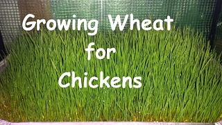 Season 2 Episode 3 Growing Wheat for Chickens